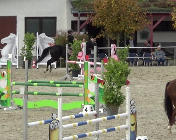 Reitturnier Achern 2024