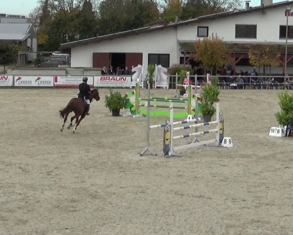 Reitturnier Achern 2024