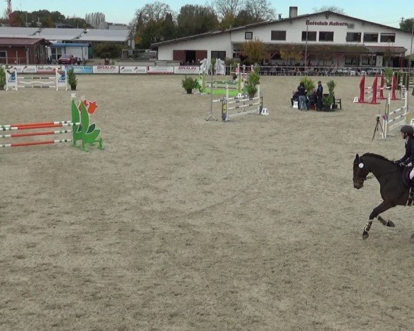 Reitturnier Achern 2024