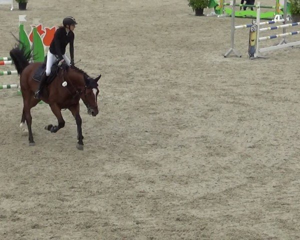Reitturnier Achern 2024