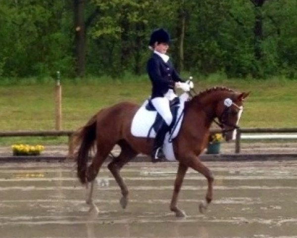 Dressurpferd Nanu-Nana S (Deutsches Reitpony, 2007, von Don't Worry Be Happy)