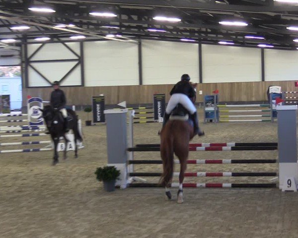 Reitturnier Zwickau 2024