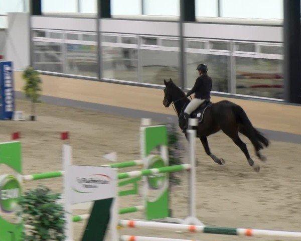 Reitturnier Borken 2024