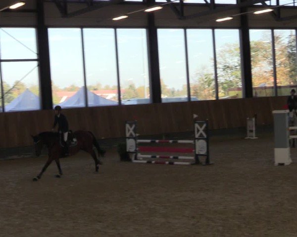 Reitturnier Zwickau 2024