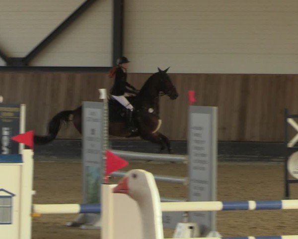 Reitturnier Zwickau 2024