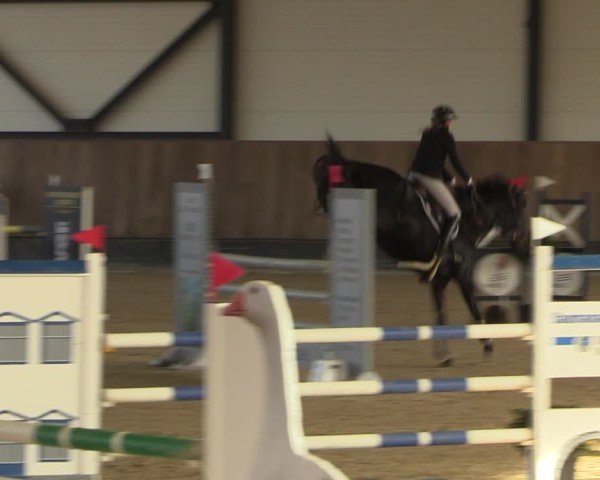 Reitturnier Zwickau 2024