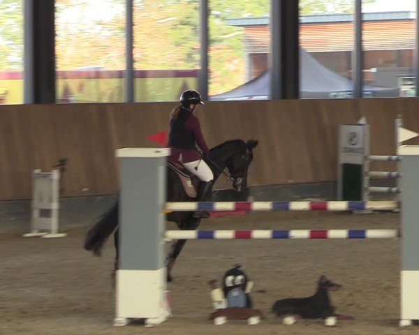 Reitturnier Zwickau 2024
