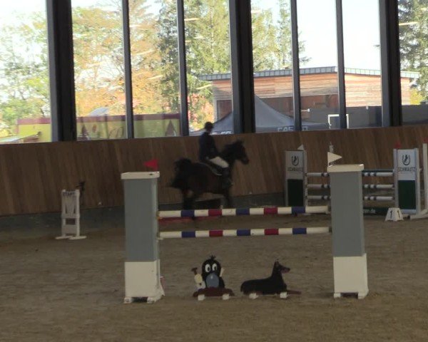 Reitturnier Zwickau 2024