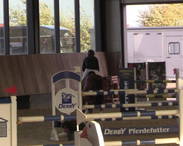 Reitturnier Zwickau 2024