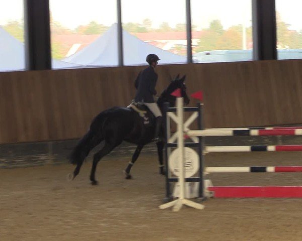 Reitturnier Zwickau 2024