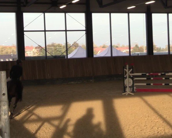 Reitturnier Zwickau 2024