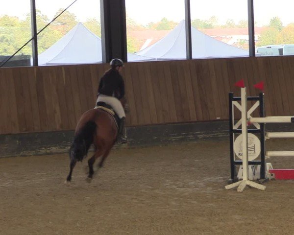 Reitturnier Zwickau 2024