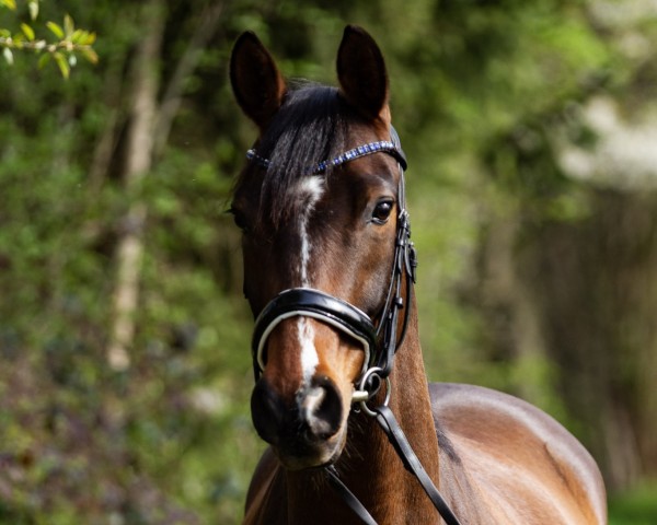 horse No Limit M (German Riding Pony, 2015, from Nemax)