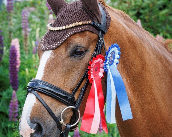 Dressurpferd Henry (Westfale, 2015, von Sir Heinrich OLD)