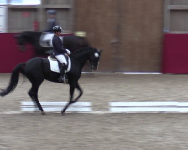 Reitturnier Krumke 2024