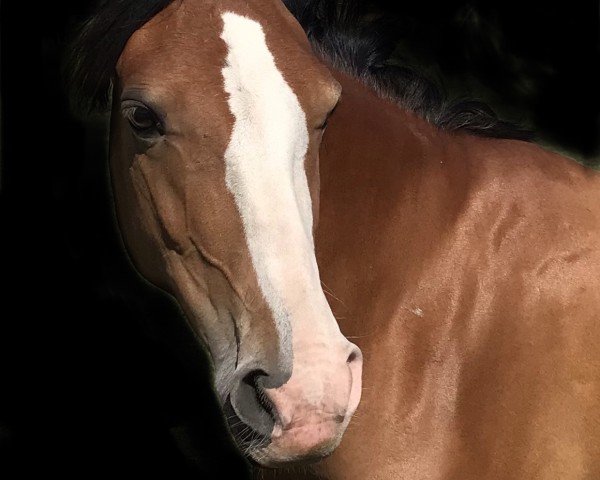 Pferd Vaiana (Deutsches Reitpony, 2020, von Vancouver)