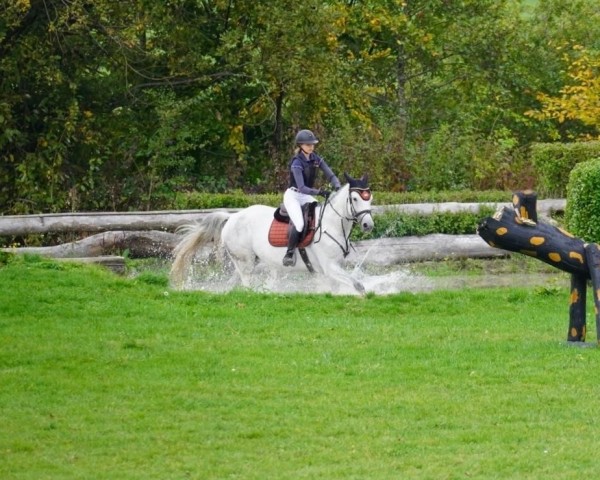 horse Full Moon H (Trakehner, 2019, from Best Before Midnight)