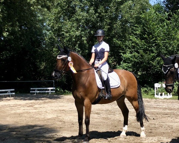 Pferd Valmo (Lettisches Warmblut, 2015)