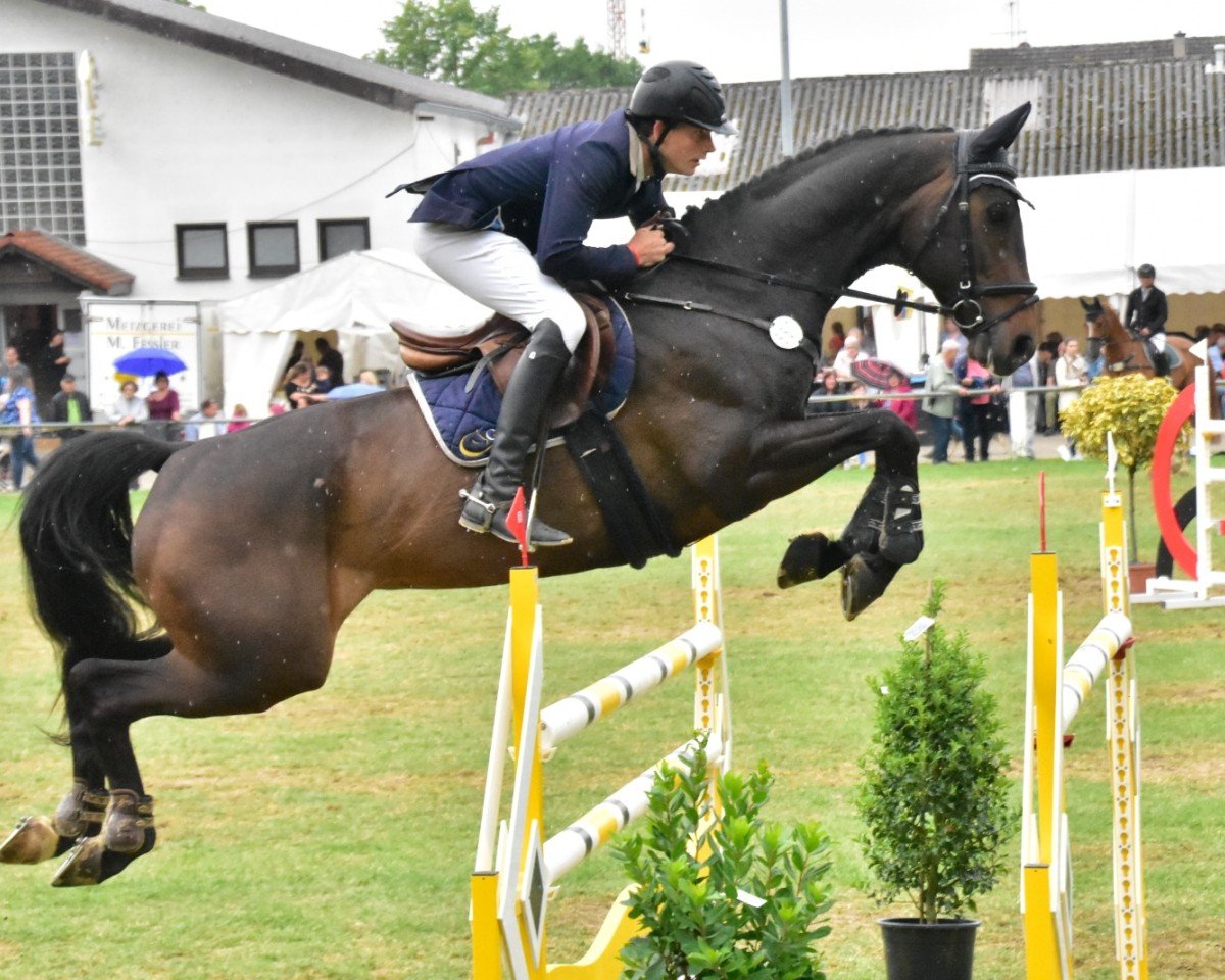 Springpferd Sir Denver (Rheinländer, 2010, von Sir Schiwago)