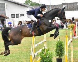 jumper Sir Denver (Rhinelander, 2010, from Sir Schiwago)