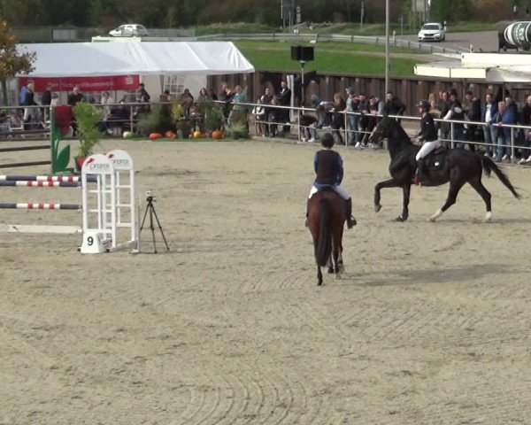 Reitturnier Achern 2024