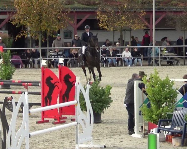 Reitturnier Achern 2024