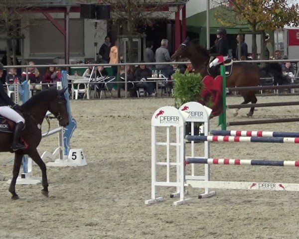 Reitturnier Achern 2024