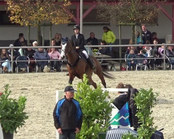 Reitturnier Achern 2024
