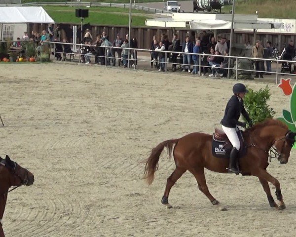 Reitturnier Achern 2024