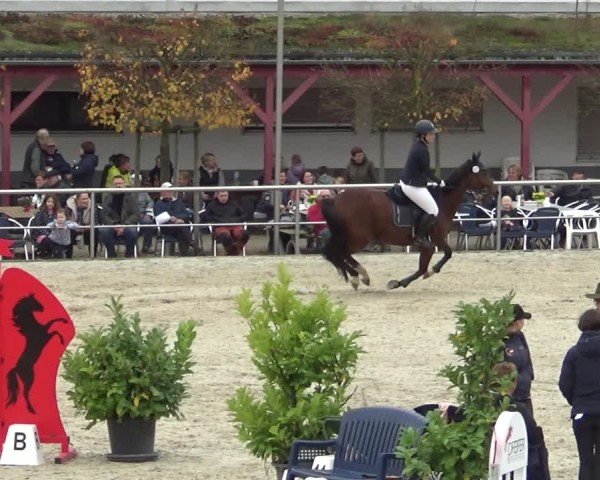 Reitturnier Achern 2024