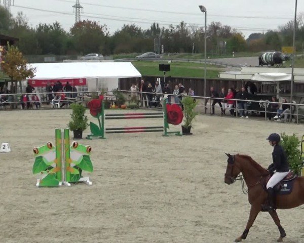 Reitturnier Achern 2024