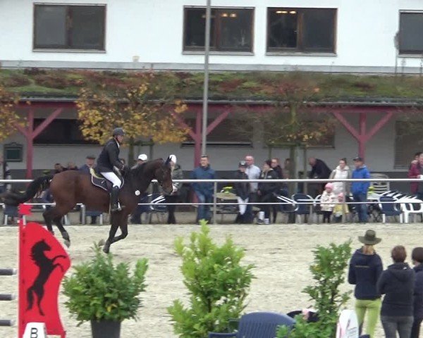 Reitturnier Achern 2024
