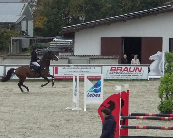 Reitturnier Achern 2024