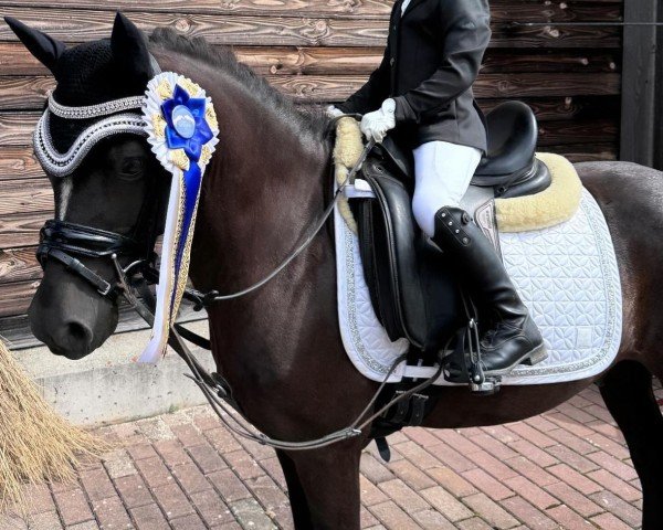 Dressurpferd Löwenherz 149 (Welsh Mountain Pony (Sek.A), 2015)