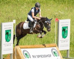 dressage horse Löwenherz 149 (Welsh mountain pony (SEK.A), 2015)