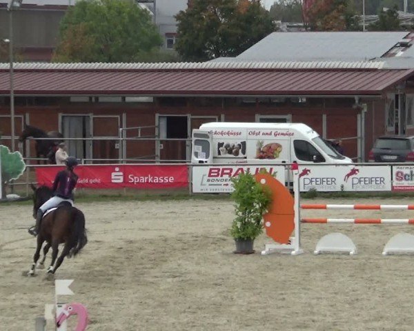 Reitturnier Achern 2024