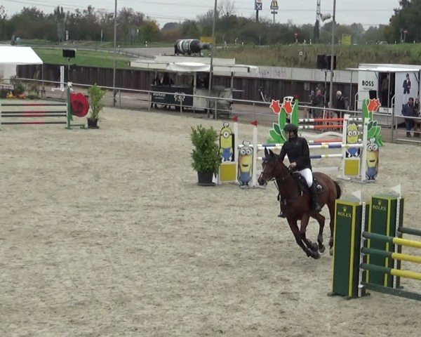 Reitturnier Achern 2024