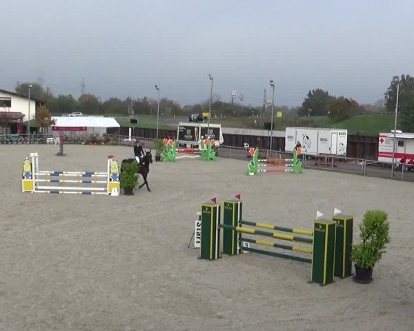 Reitturnier Achern 2024