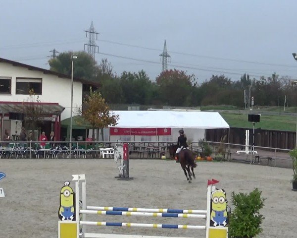 Reitturnier Achern 2024