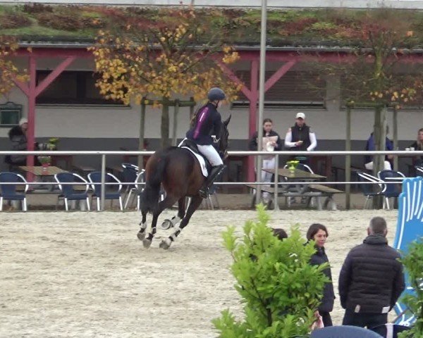 Reitturnier Achern 2024