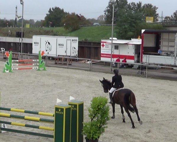 Reitturnier Achern 2024
