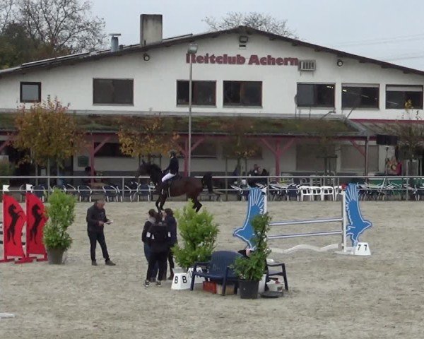 Reitturnier Achern 2024