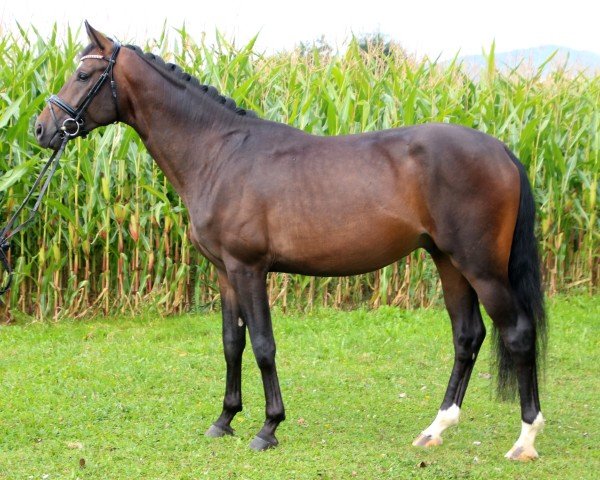 dressage horse Fiano 12 (Swiss Warmblood, 2018, from Feinrich)