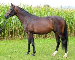 Dressurpferd Fiano 12 (Schweizer Warmblut, 2018, von Feinrich)