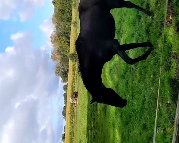 Video of Duke von Helium