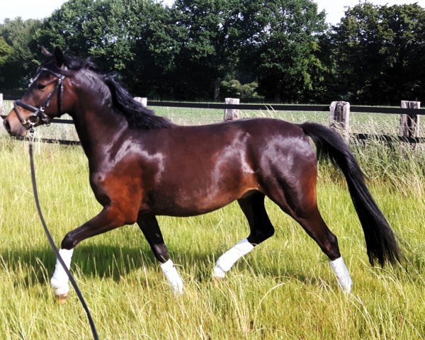 dressage horse Duke 347 (German Riding Pony, 2016, from Dance Star AT NRW)