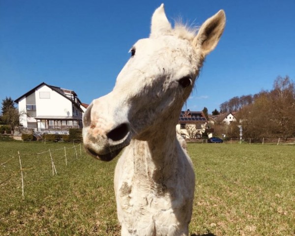horse Cool Man 9 (Oldenburg, 1994, from Cento)