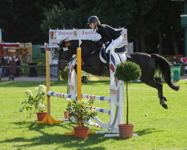 jumper Paulina 62 (German Riding Pony, 2014, from Destino R)