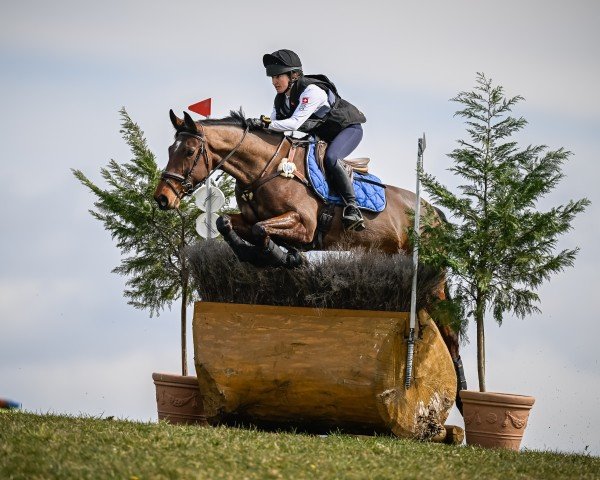 jumper Heritage Stellor Laccato (Irish Sport Horse, 2016, from Latour VDM)