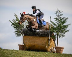 Springpferd Heritage Stellor Laccato (Irish Sport Horse, 2016, von Latour VDM)